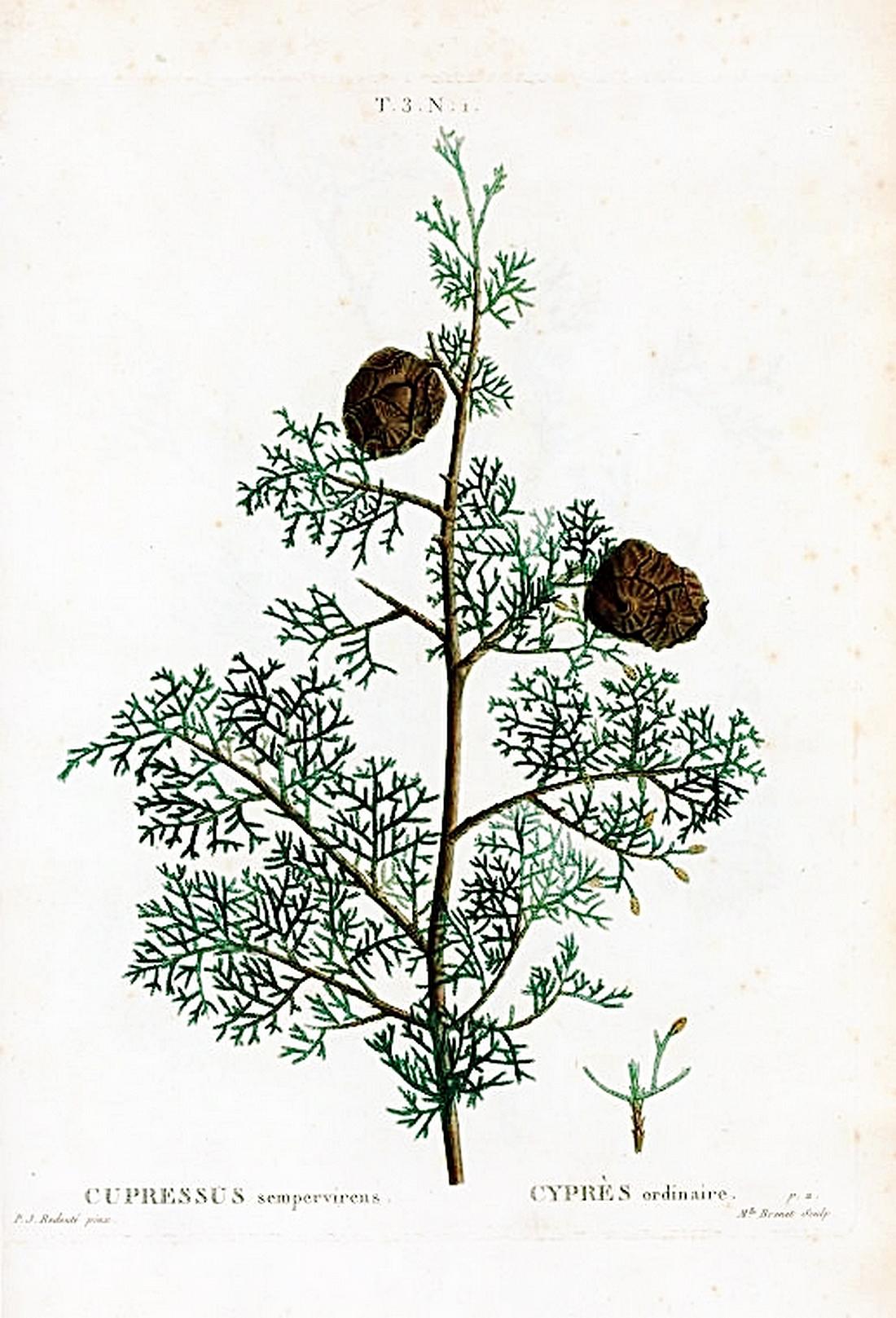 Cipresso comune (Cupressus sempervirens), illustrazione.
