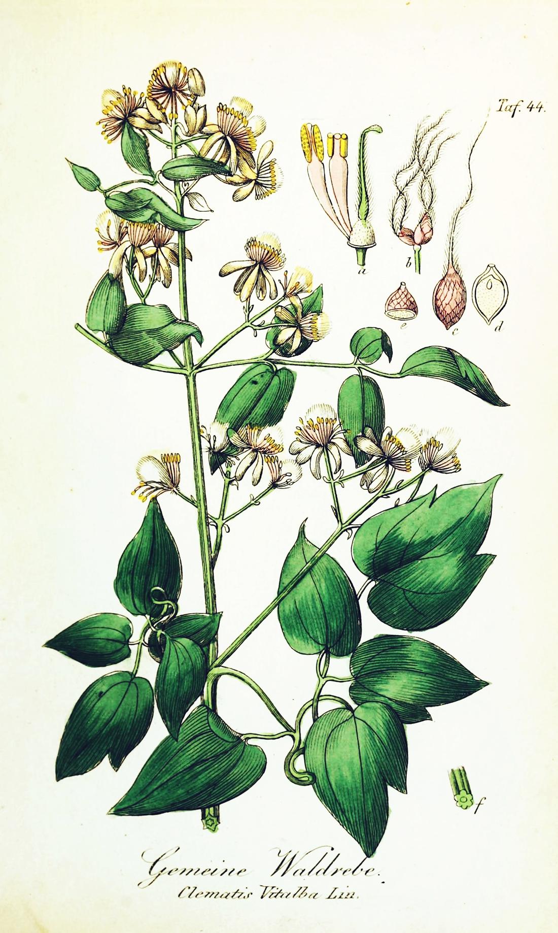 Vitalba (Clematis vitalba), illustrazione.